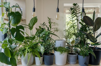 Тренд на домашнее и офисное озеленение: реально ли сделать бизнес на комнатных растениях